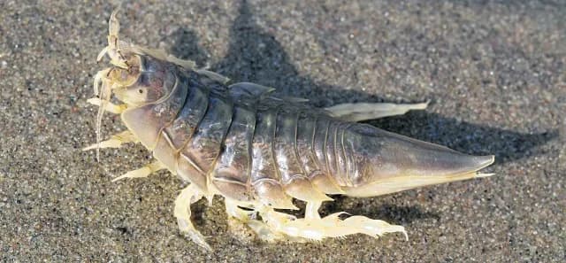 Co żyje w Bałtyku? Fascynujący świat morskiej fauny i ryb