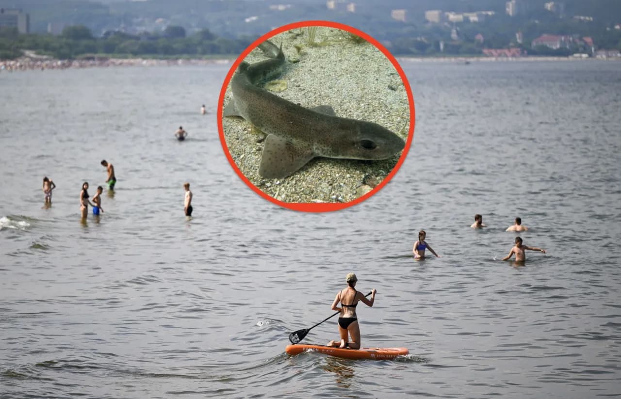 Czy w Bałtyku pływają rekiny? Odkryj niebezpieczeństwa i gatunki