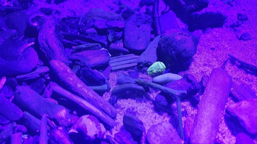 Gdzie szukać bursztynu nad Bałtykiem? Odkryj najlepsze miejsca i porady